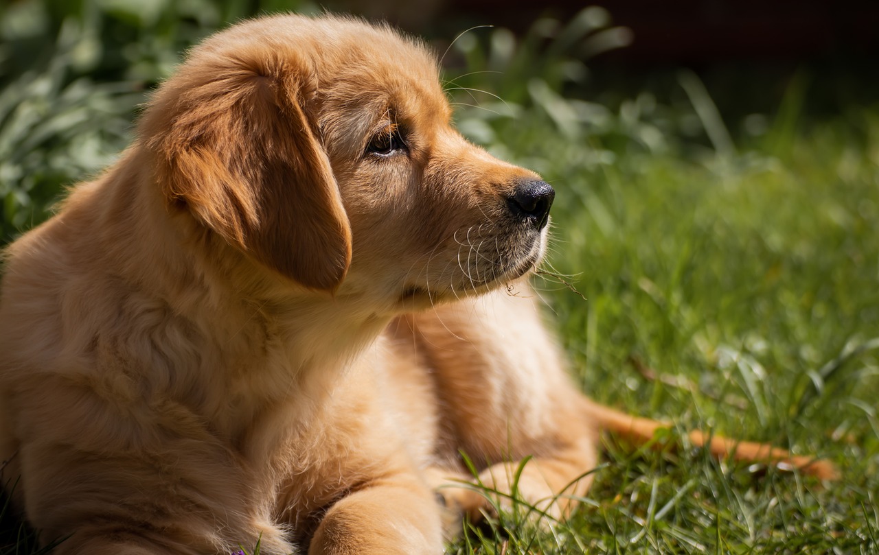 The Most Affectionate Dog Breeds for Cuddly Companions